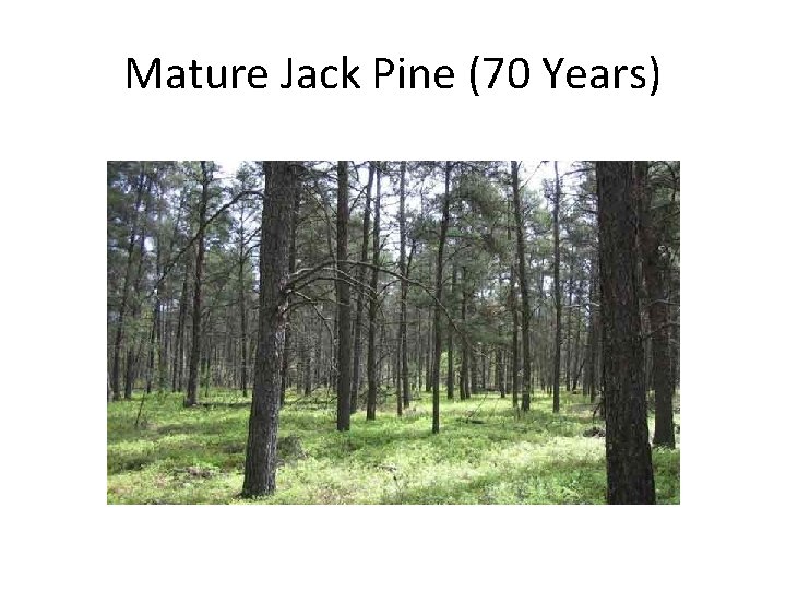 Mature Jack Pine (70 Years) 