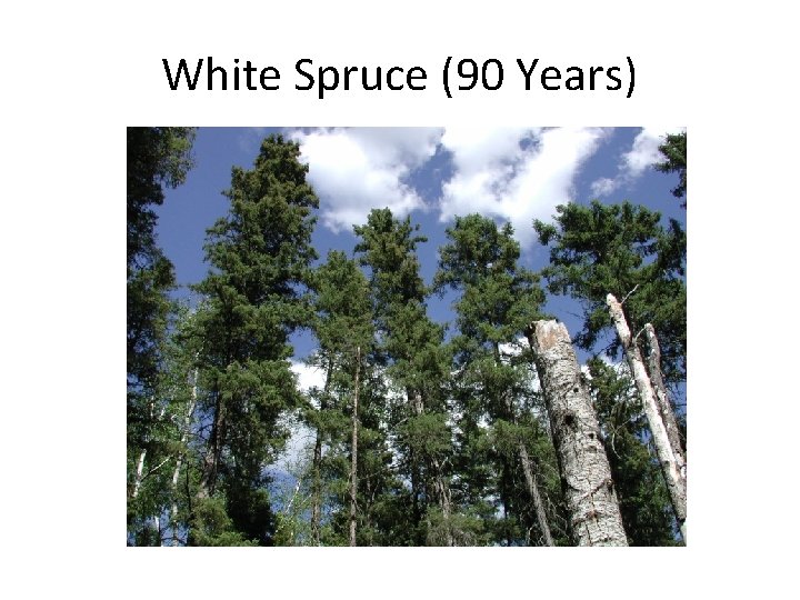 White Spruce (90 Years) 