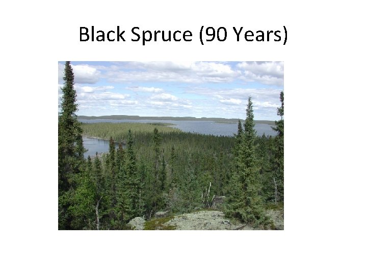 Black Spruce (90 Years) 