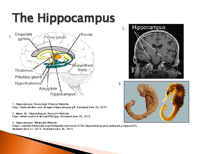 The Hippocampus 2. 1. 3. 1. Hippocampus. Neurology Channel Website. http: //thebrainlabs. com/Images/hippocampus. gif.