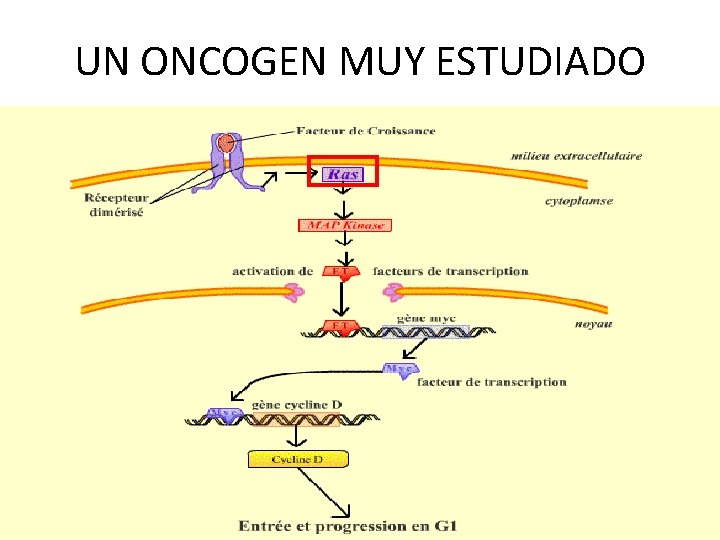 UN ONCOGEN MUY ESTUDIADO 