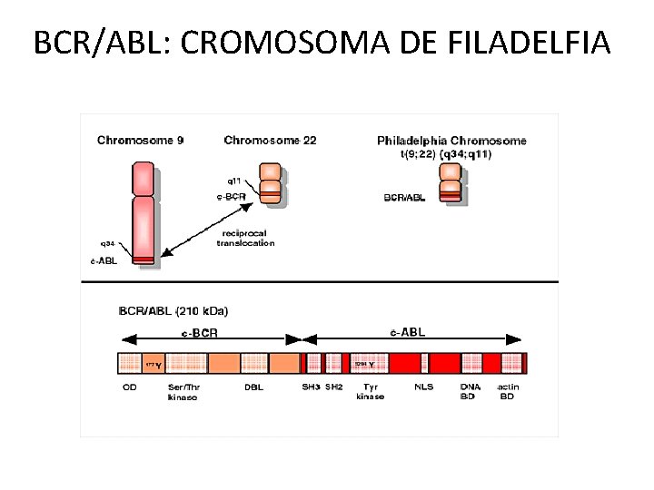 BCR/ABL: CROMOSOMA DE FILADELFIA 