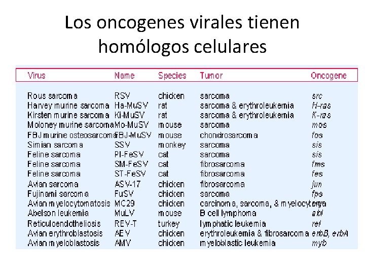 Los oncogenes virales tienen homólogos celulares 