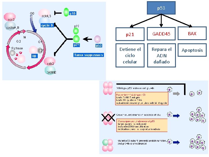 p 53 p 21 GADD 45 BAX Detiene el ciclo celular Repara el ADN