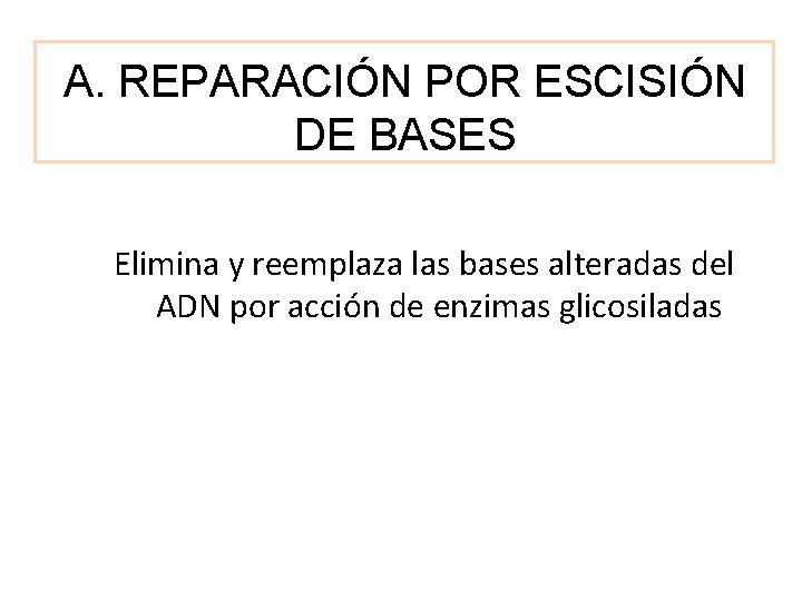 A. REPARACIÓN POR ESCISIÓN DE BASES Elimina y reemplaza las bases alteradas del ADN