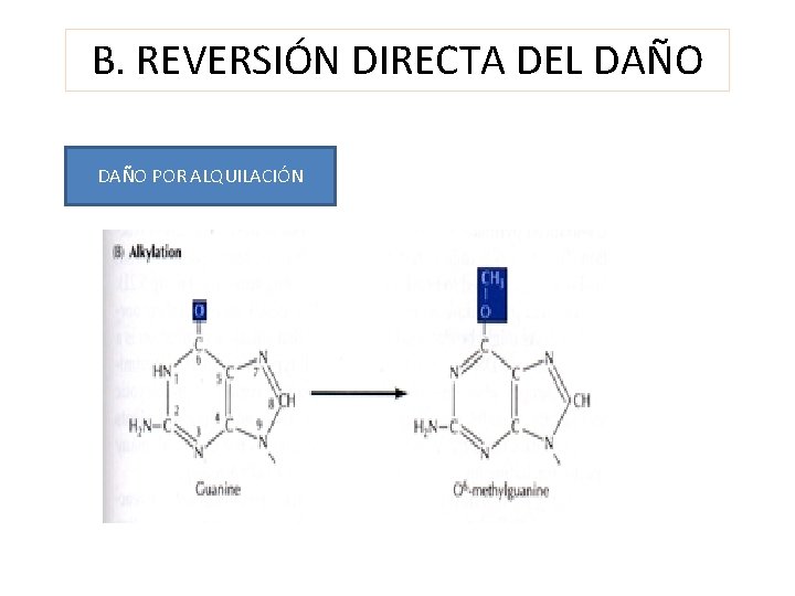 B. REVERSIÓN DIRECTA DEL DAÑO POR ALQUILACIÓN 