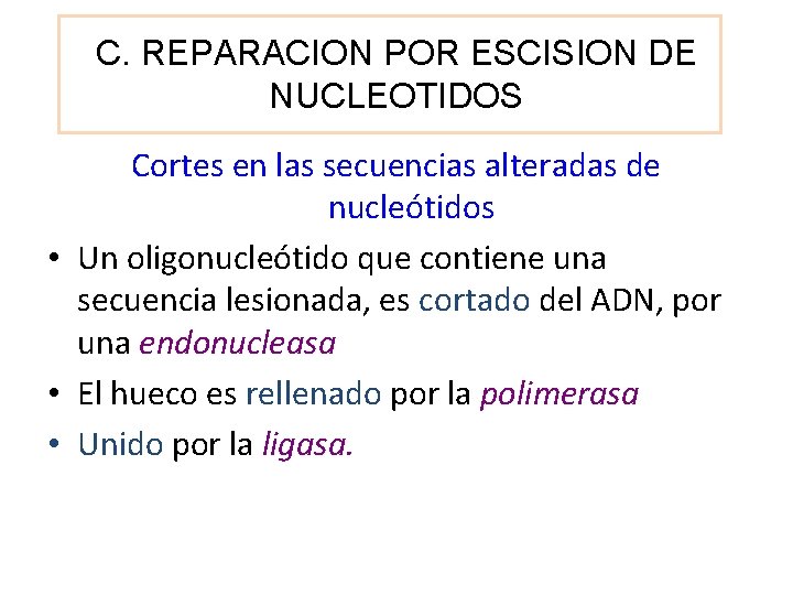 C. REPARACION POR ESCISION DE NUCLEOTIDOS Cortes en las secuencias alteradas de nucleótidos •