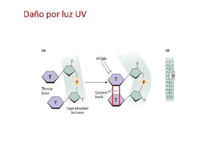 Daño por luz UV 