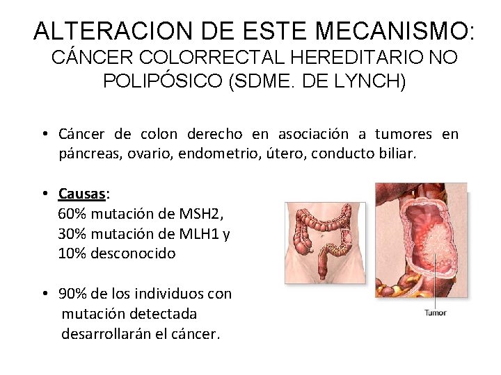 ALTERACION DE ESTE MECANISMO: CÁNCER COLORRECTAL HEREDITARIO NO POLIPÓSICO (SDME. DE LYNCH) • Cáncer