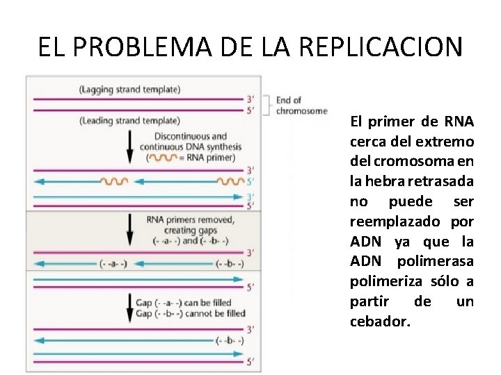 EL PROBLEMA DE LA REPLICACION El primer de RNA cerca del extremo del cromosoma