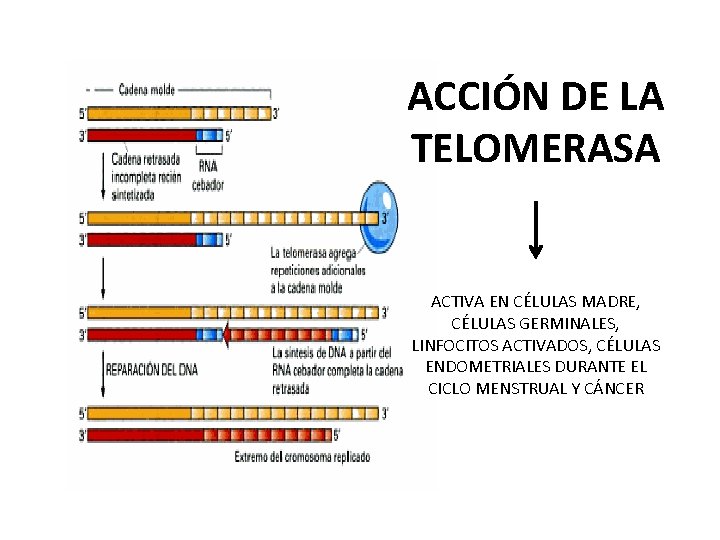 ACCIÓN DE LA TELOMERASA ACTIVA EN CÉLULAS MADRE, CÉLULAS GERMINALES, LINFOCITOS ACTIVADOS, CÉLULAS ENDOMETRIALES