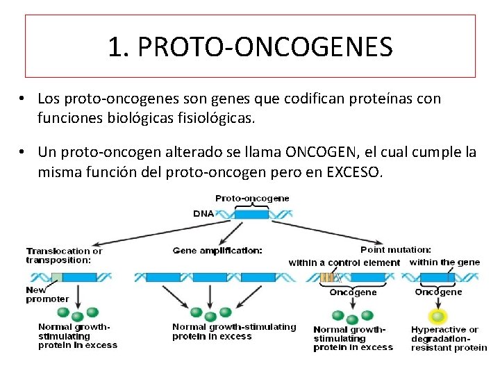 1. PROTO-ONCOGENES • Los proto-oncogenes son genes que codifican proteínas con funciones biológicas fisiológicas.