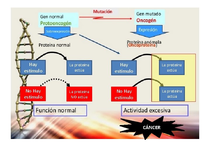 Hay estímulo La proteína actúa No Hay estímulo La proteína NO actúa No Hay