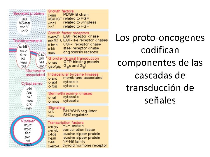 Los proto-oncogenes codifican componentes de las cascadas de transducción de señales 