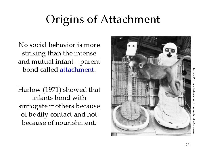 Origins of Attachment Harlow Primate Laboratory, University of Wisconsin No social behavior is more