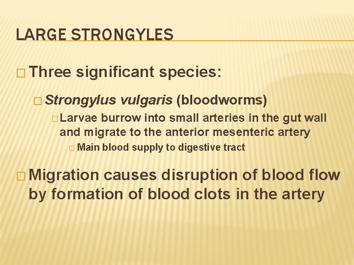 LARGE STRONGYLES � Three significant species: � Strongylus vulgaris (bloodworms) � Larvae burrow into
