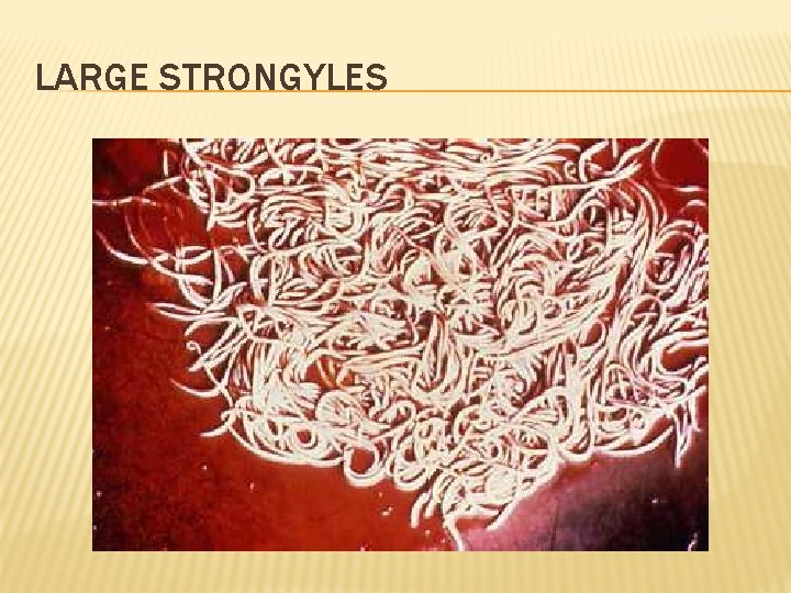 LARGE STRONGYLES 