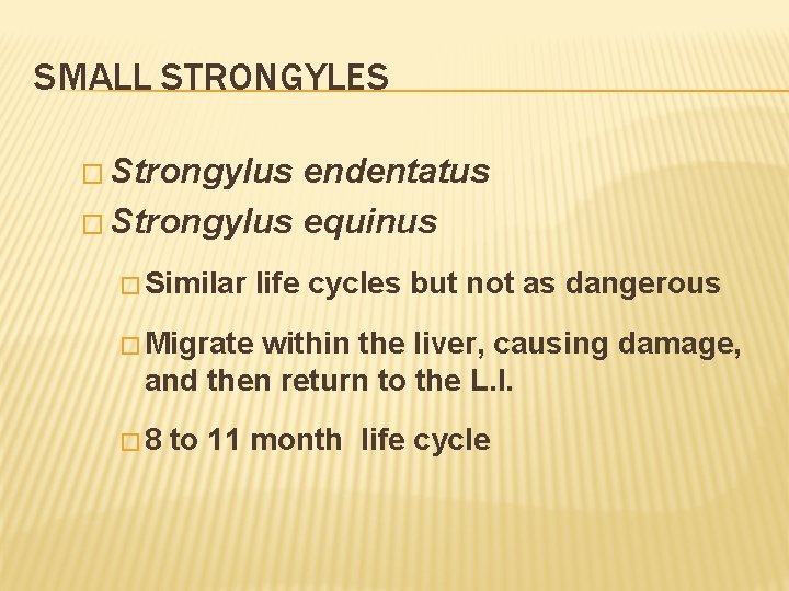 SMALL STRONGYLES � Strongylus endentatus � Strongylus equinus � Similar life cycles but not