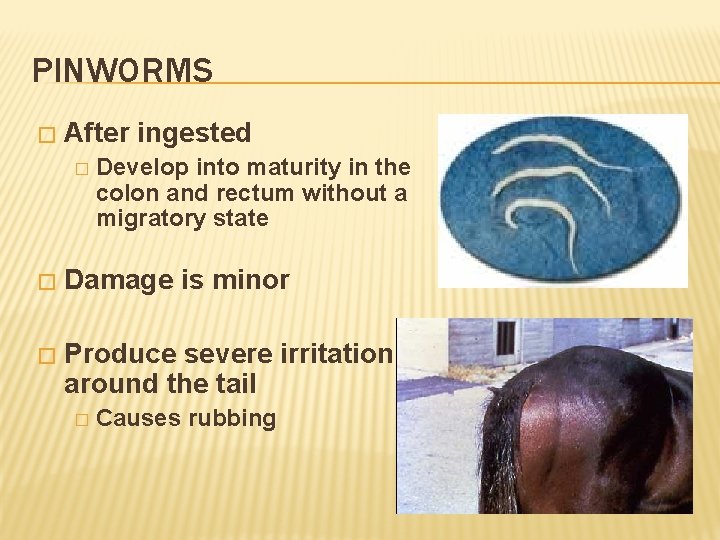 PINWORMS � After ingested � Develop into maturity in the colon and rectum without