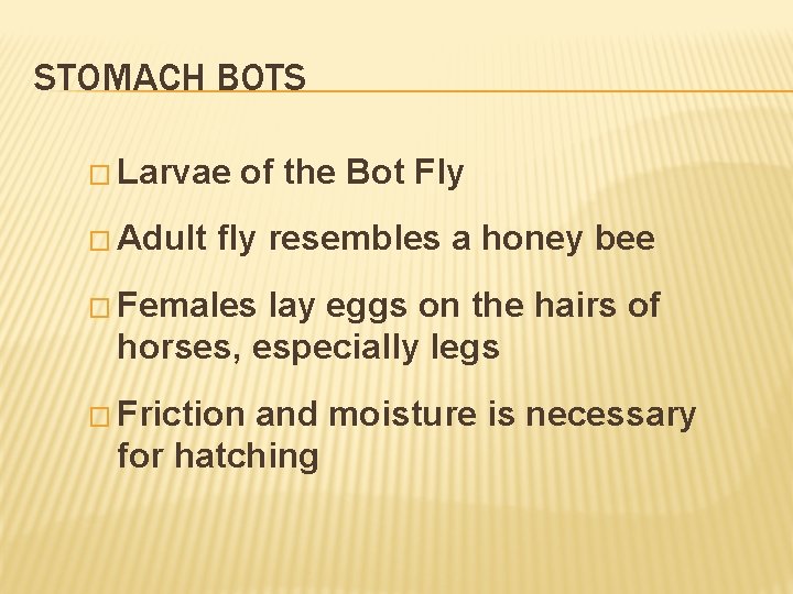 STOMACH BOTS � Larvae � Adult of the Bot Fly fly resembles a honey