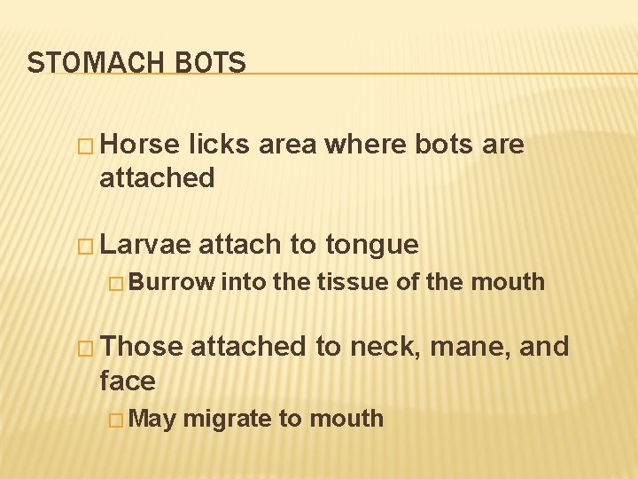 STOMACH BOTS � Horse licks area where bots are attached � Larvae attach to