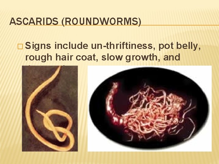 ASCARIDS (ROUNDWORMS) � Signs include un-thriftiness, pot belly, rough hair coat, slow growth, and