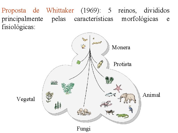 Proposta de Whittaker (1969): 5 reinos, divididos principalmente pelas características morfológicas e fisiológicas: Monera