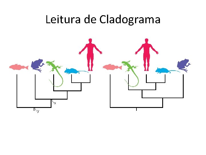 Leitura de Cladograma 