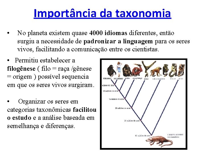 Importância da taxonomia • No planeta existem quase 4000 idiomas diferentes, então surgiu a