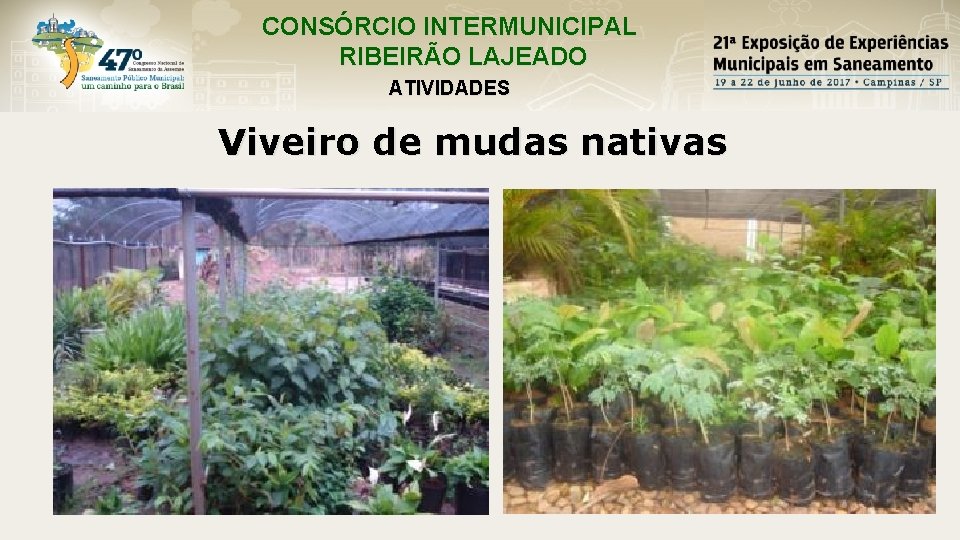 CONSÓRCIO INTERMUNICIPAL RIBEIRÃO LAJEADO ATIVIDADES Viveiro de mudas nativas 