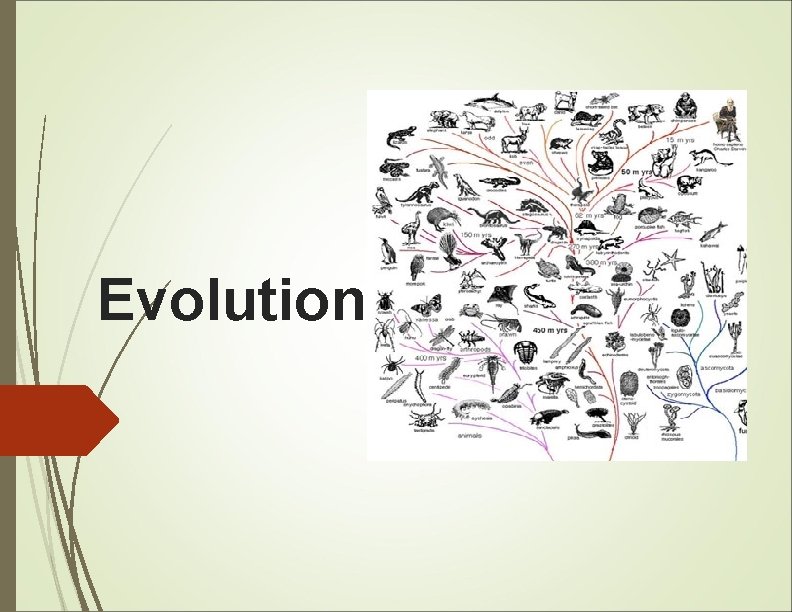 Evolution 