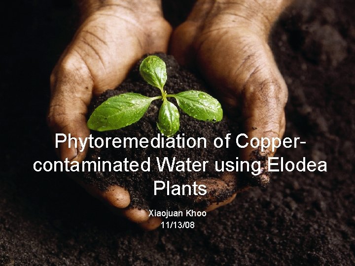 Phytoremediation of Coppercontaminated Water using Elodea Plants Xiaojuan Khoo 11/13/08 