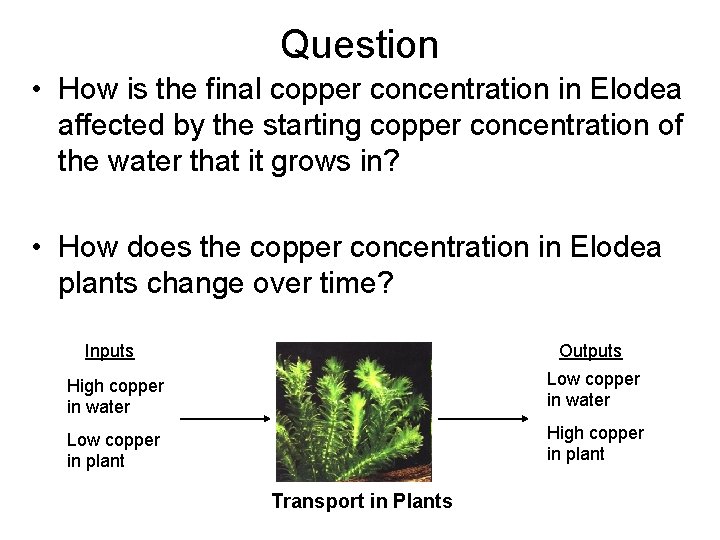 Question • How is the final copper concentration in Elodea affected by the starting