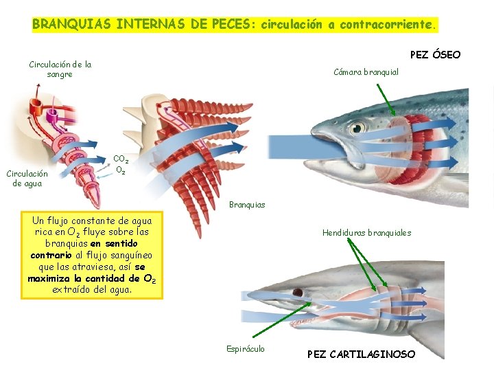 BRANQUIAS INTERNAS DE PECES: circulación a contracorriente. PEZ ÓSEO Circulación de la sangre Circulación