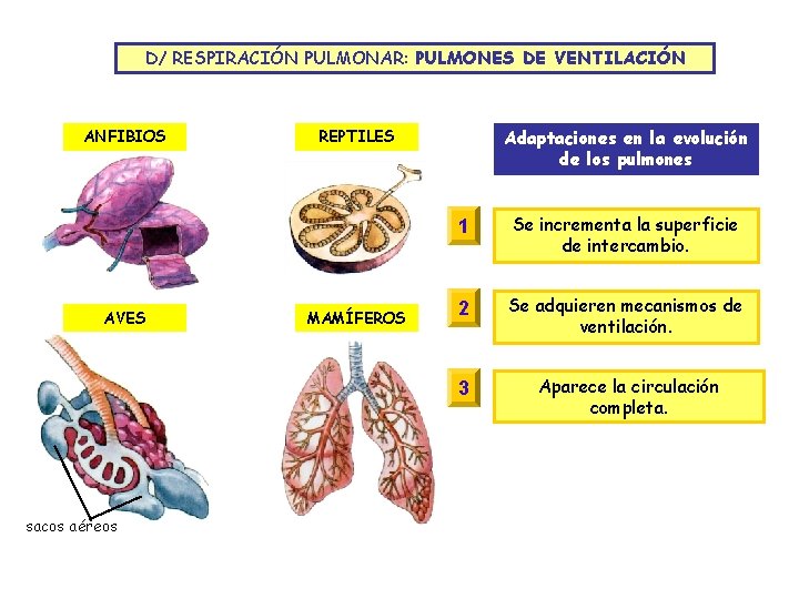 D/ RESPIRACIÓN PULMONAR: PULMONES DE VENTILACIÓN ANFIBIOS AVES sacos aéreos Adaptaciones en la evolución