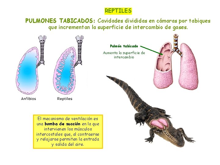 REPTILES PULMONES TABICADOS: Cavidades divididas en cámaras por tabiques que incrementan la superficie de