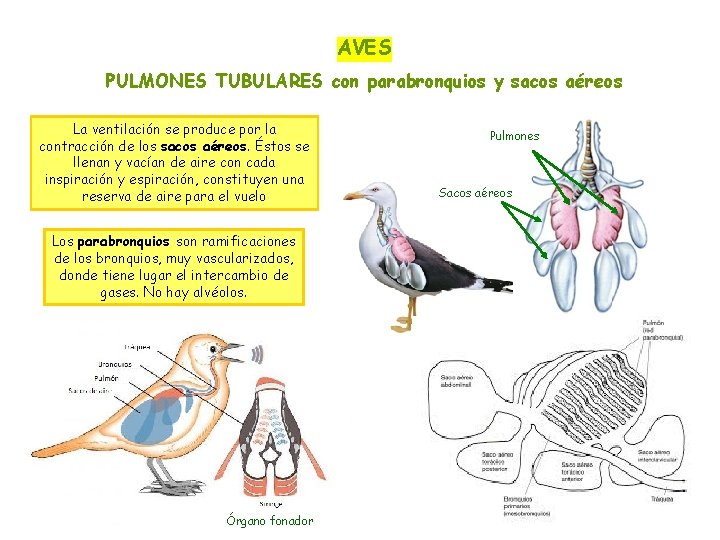 AVES PULMONES TUBULARES con parabronquios y sacos aéreos La ventilación se produce por la