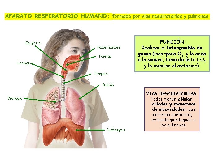 APARATO RESPIRATORIO HUMANO: formado por vías respiratorias y pulmones. Epiglotis Fosas nasales Faringe Laringe