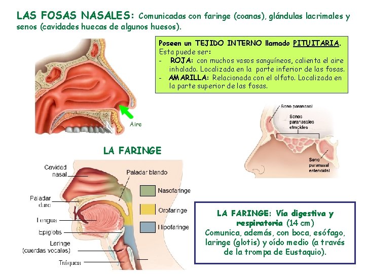 LAS FOSAS NASALES: Comunicadas con faringe (coanas), glándulas lacrimales y senos (cavidades huecas de