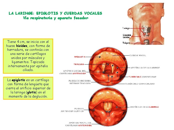 LA LARINGE: EPIGLOTIS Y CUERDAS VOCALES Vía respiratoria y aparato fonador Tiene 4 cm,