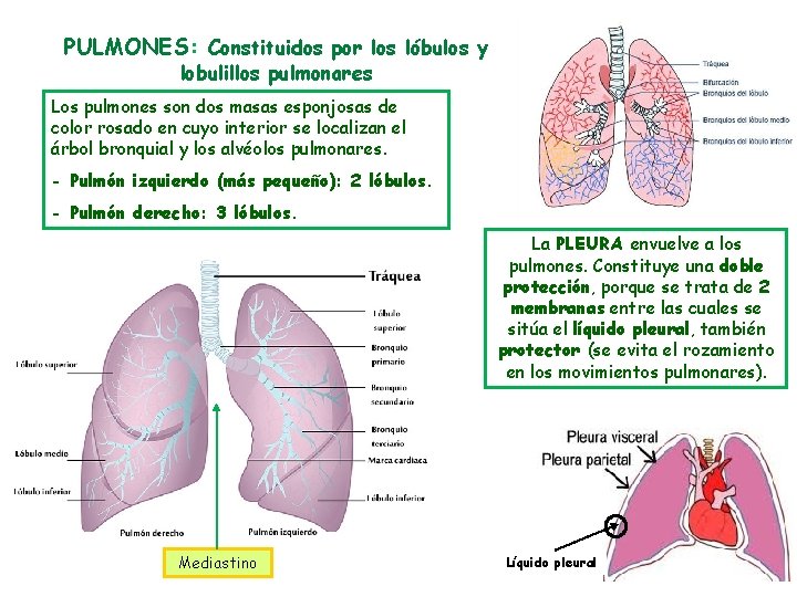 PULMONES: Constituidos por los lóbulos y lobulillos pulmonares Los pulmones son dos masas esponjosas