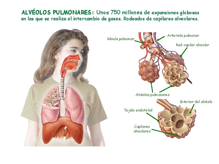 ALVÉOLOS PULMONARES: Unos 750 millones de expansiones globosas en las que se realiza el