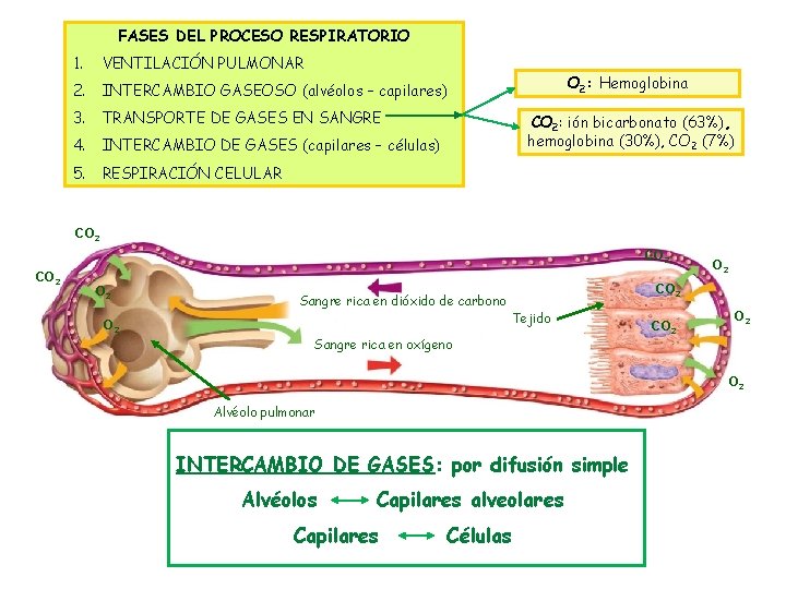 FASES DEL PROCESO RESPIRATORIO 1. VENTILACIÓN PULMONAR 2. INTERCAMBIO GASEOSO (alvéolos – capilares) 3.