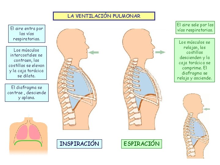 LA VENTILACIÓN PULMONAR El aire sale por las vías respiratorias. El aire entra por