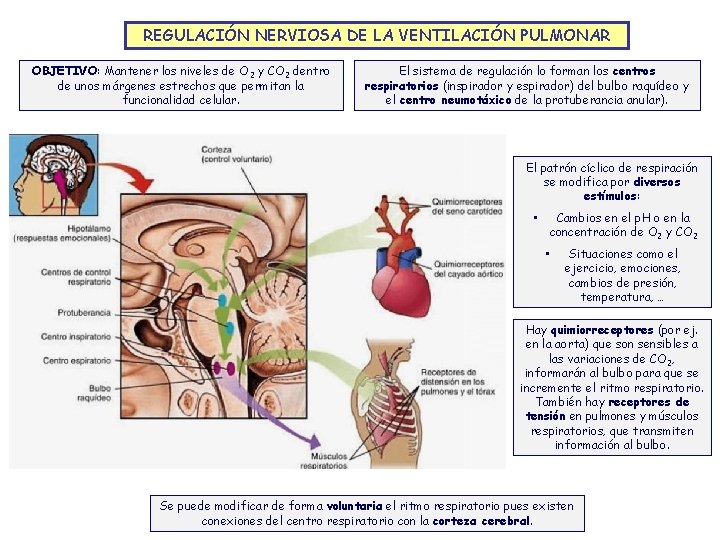 REGULACIÓN NERVIOSA DE LA VENTILACIÓN PULMONAR OBJETIVO: Mantener los niveles de O 2 y