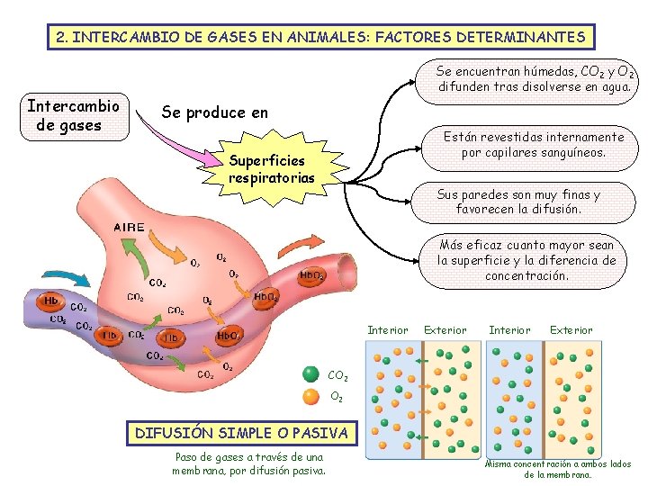 2. INTERCAMBIO DE GASES EN ANIMALES: FACTORES DETERMINANTES Intercambio de gases Se encuentran húmedas,