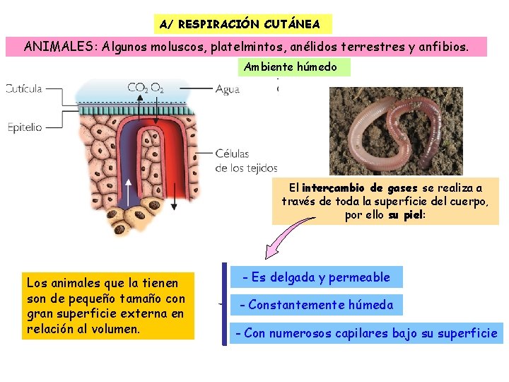 A/ RESPIRACIÓN CUTÁNEA ANIMALES: Algunos moluscos, platelmintos, anélidos terrestres y anfibios. Ambiente húmedo El