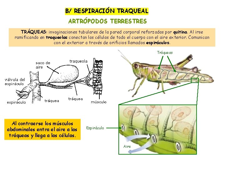 B/ RESPIRACIÓN TRAQUEAL ARTRÓPODOS TERRESTRES TRÁQUEAS: invaginaciones tubulares de la pared corporal reforzadas por