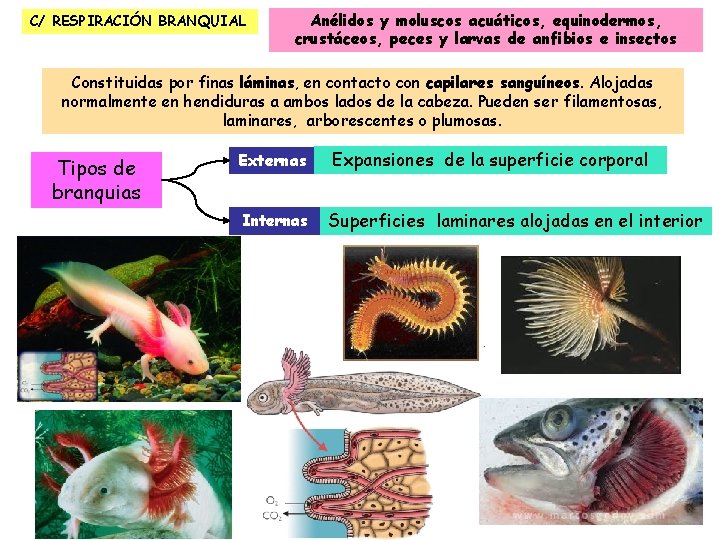 C/ RESPIRACIÓN BRANQUIAL Anélidos y moluscos acuáticos, equinodermos, crustáceos, peces y larvas de anfibios