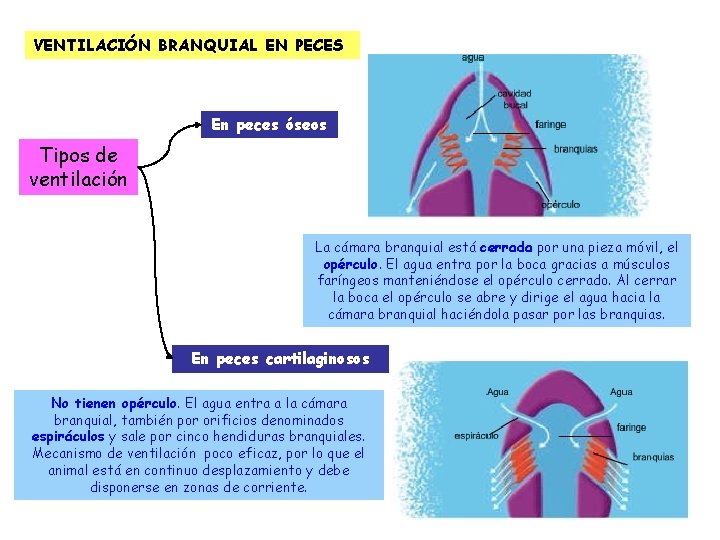 VENTILACIÓN BRANQUIAL EN PECES En peces óseos Tipos de ventilación La cámara branquial está